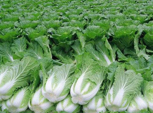 蔬菜品種:大白菜