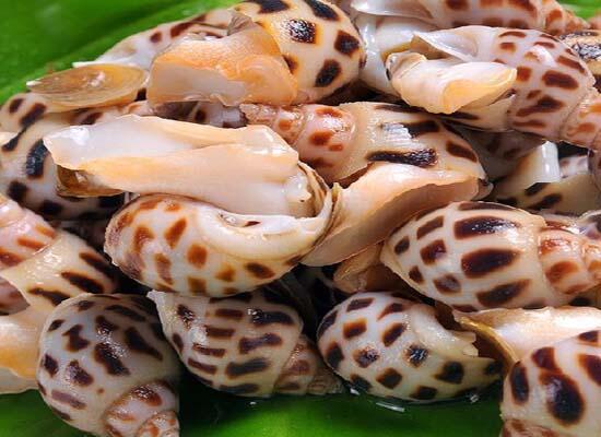 新鮮水產(chǎn)海鮮：花螺