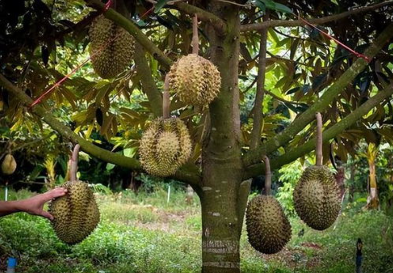 蔬菜配送中心分享報道：菲律賓榴蓮對華出口帶來新生機(jī)