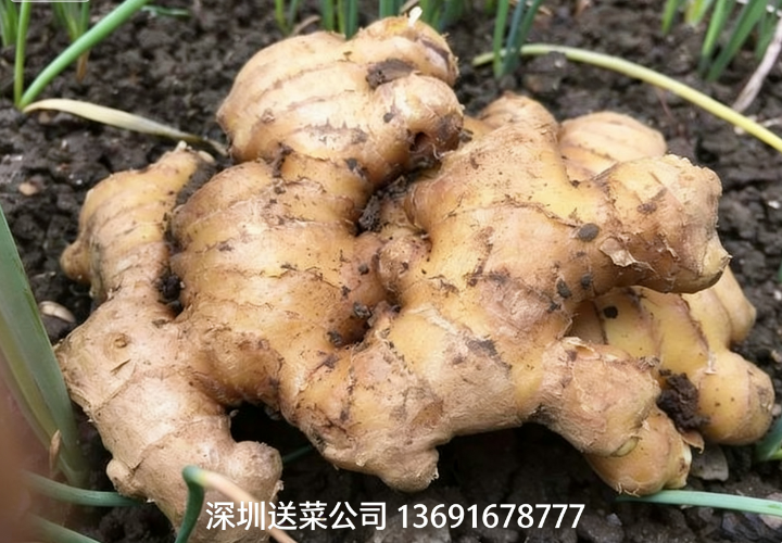 鮮姜實(shí)力派，深圳蔬菜配送公司送5大特效護(hù)您健康！