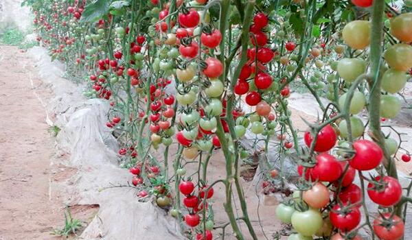 1760176400.jpg tupian_shengnvguo5.jpg